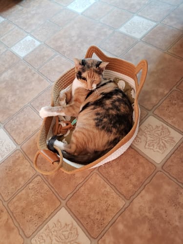 Customer photo review of Instinct Basket | Meet the first research-backed natural territory for indoor cats