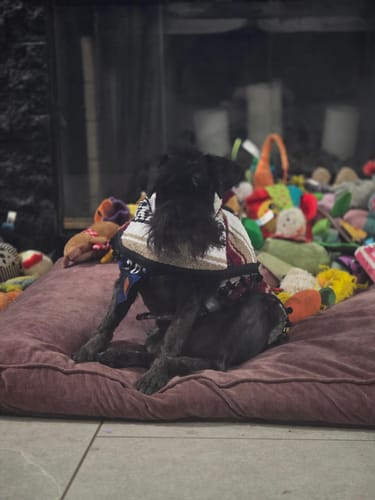 Customer photo review of Burgundy/Tan/White Dog Poncho/Sarape with Fur