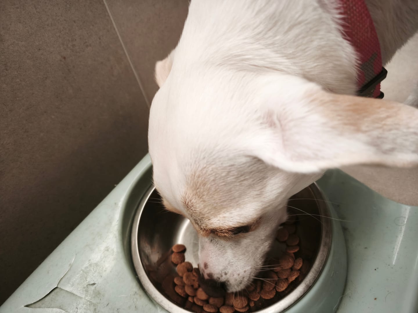 Customer photo review of PetFamily Foods Grain Free