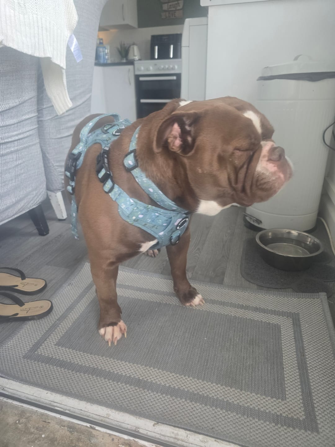 Customer photo review of 3-Click Tough Step-in Dog + Puppy Harness | Botanical Garden