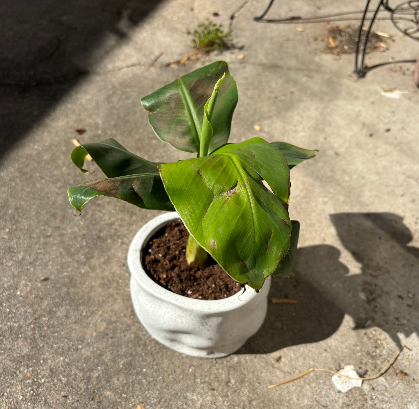 Customer photo review of Musa Truly Tiny Banana