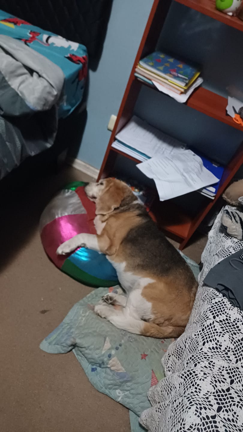 Customer photo review of Superpet Perro Adulto