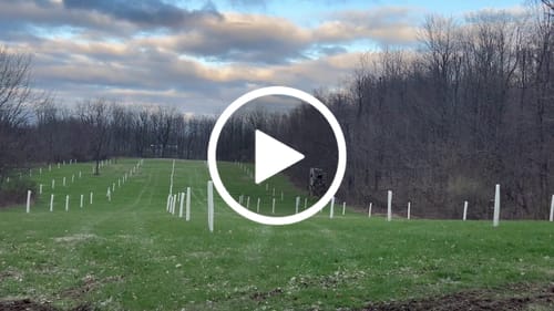 Customer video review of Tree Pro Grow Tubes