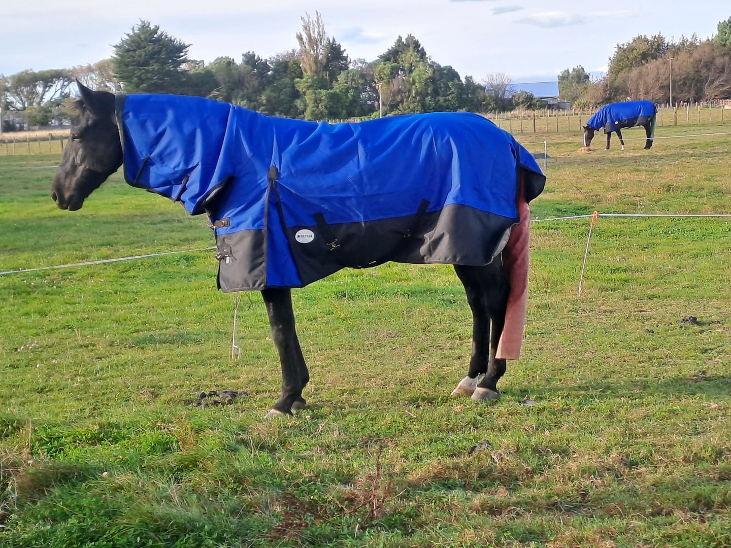 Customer photo review of PRE-ORDER: NZ Tack Duke 1200D Combo