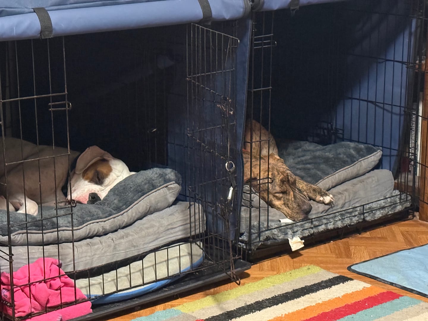 Customer photo review of Dog Memory Foam Mattress