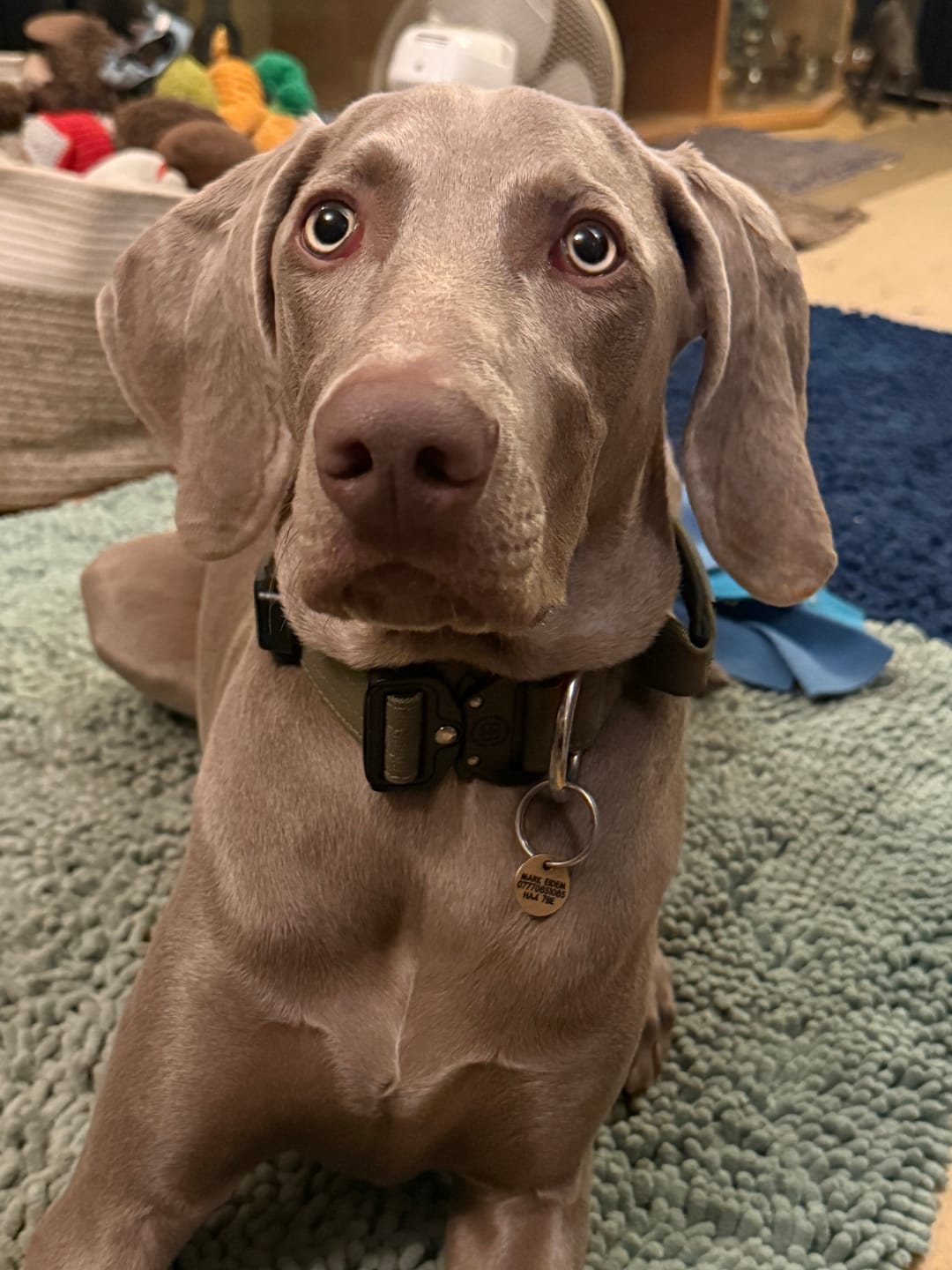 Customer photo review of 4cm Combat® Collar | Handle & Rated Clip -  Khaki