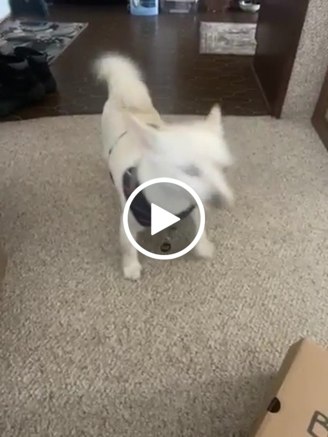 Customer video review of ALYSSA HICKORY