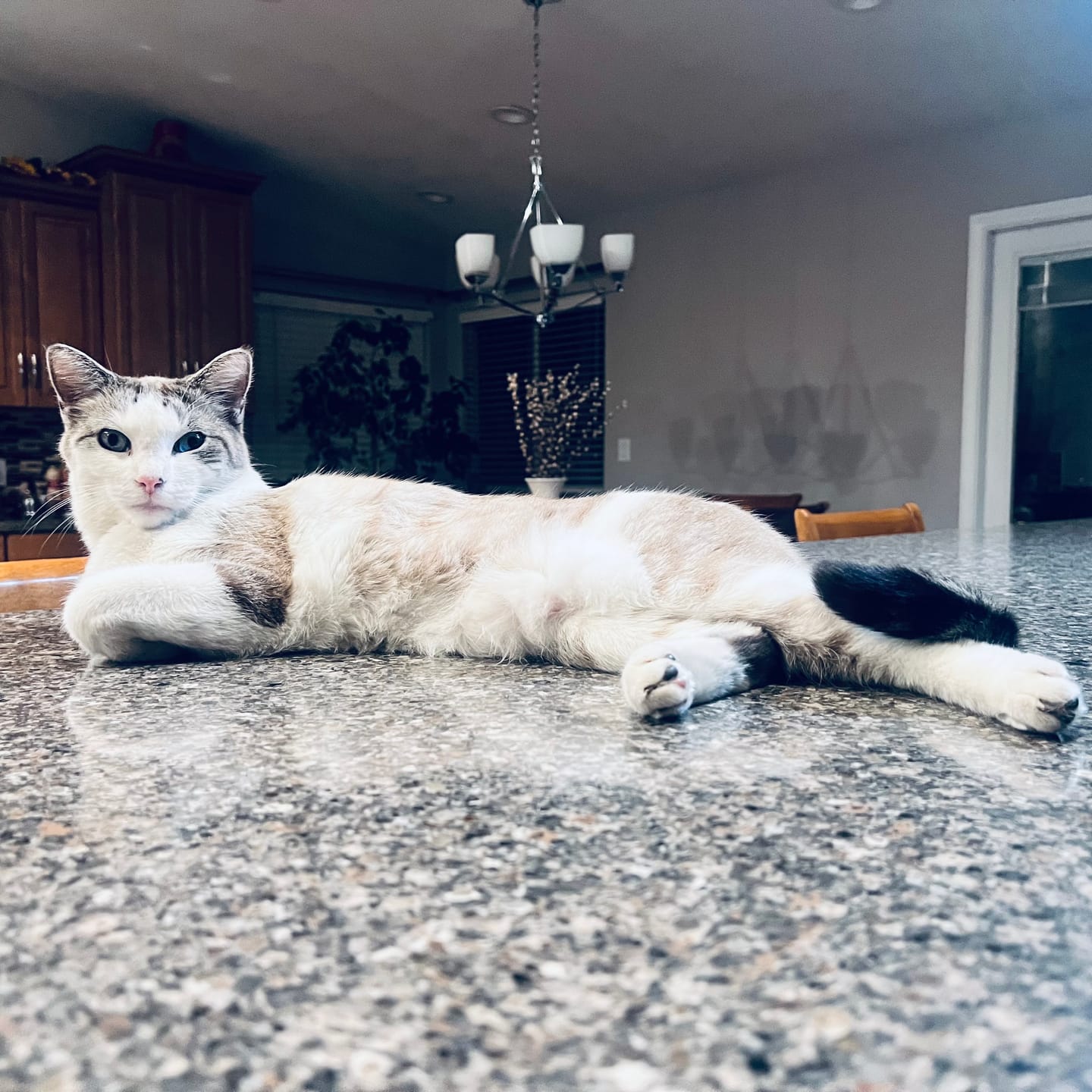 Customer photo review of Cat Dental Care & Bad Breath Remedy