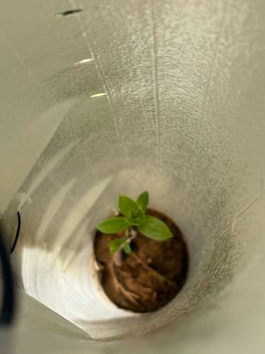 Customer photo review of Late Drop American Persimmon