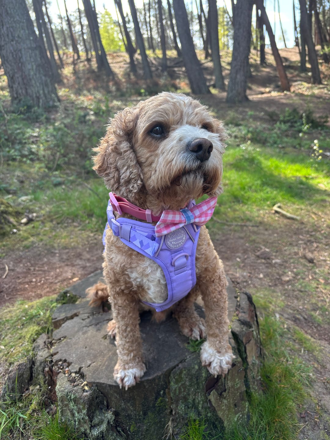 Customer photo review of Tough Trails™ Harness - Walkies Ready® Lavender Lilac