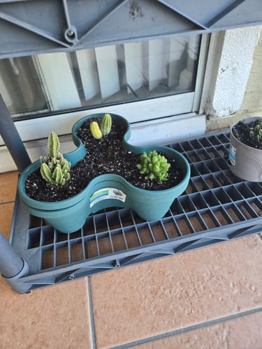 Customer's assorted beginner plants, including cacti and a succulent, in a green three-section pot.