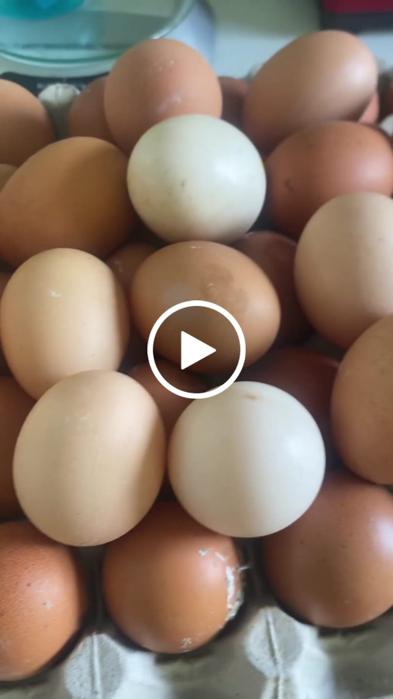 Customer video review of Avi Layer & Breeder (Fertility, Egg Quality & Skeletal Support for All Birds)