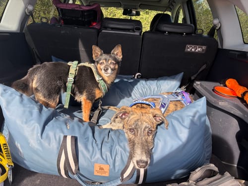 Customer photo review of The Dog Dock V2 New & Improved with ISO Fix