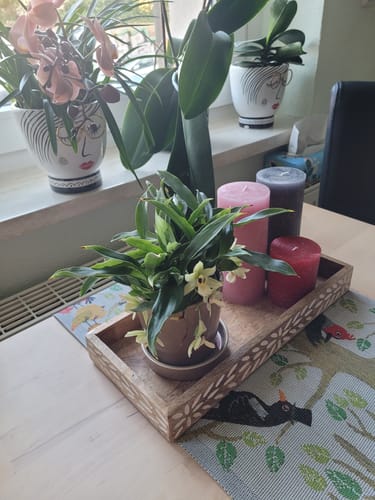Die Promenaea Sunlight Orchidee eines Kunden mit hellen Blüten auf einem dekorativen Tablett auf einem Tisch.