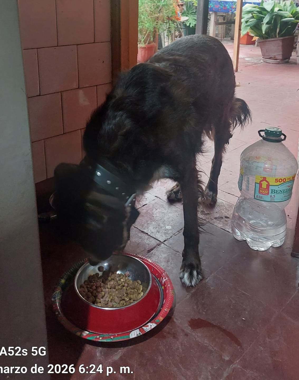 Customer photo review of CHAMPION DOG SENIOR CARNE Y POLLO 18KG