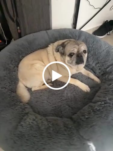 Customer video review of Cama Antiestrés para Perros