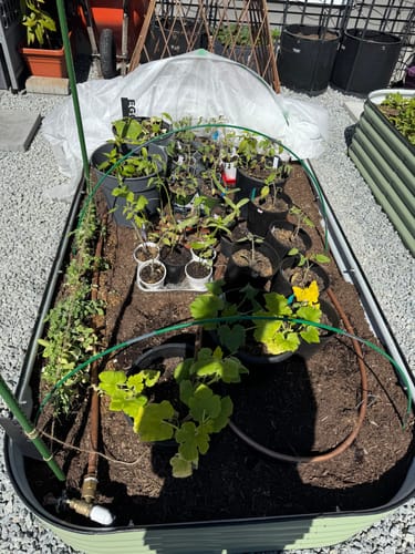 Customer photo review of Seedling Mix v4.0