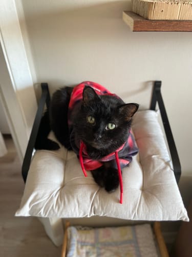 Customer's black cat resting indoors on a cushioned seat while wearing the red and black Velvet Dog Hoodie.
