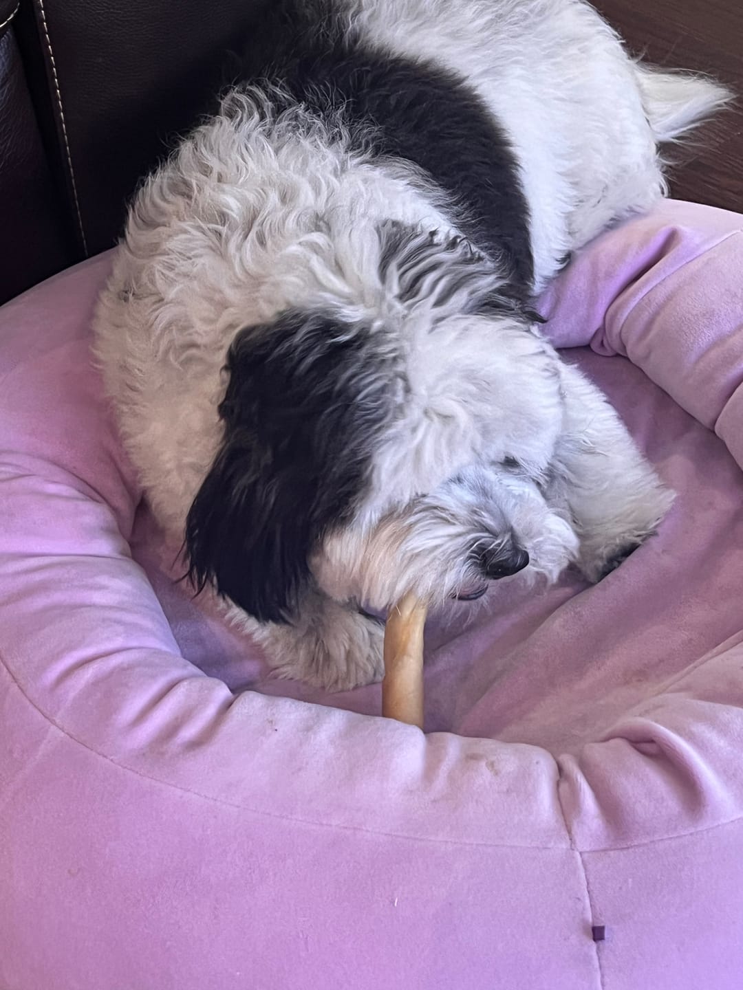 Customer photo review of 5-6 Inch Collagen Stick