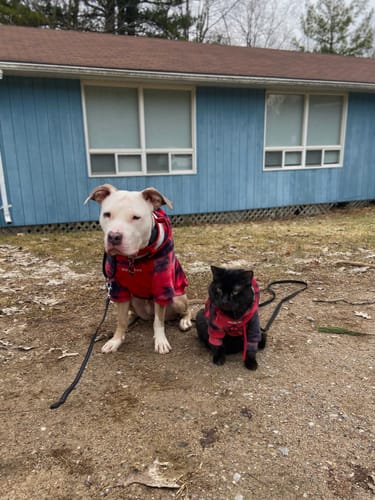Customer's dog and cat sitting together, both wearing the matching red and black Velvet Dog Hoodie outdoors.