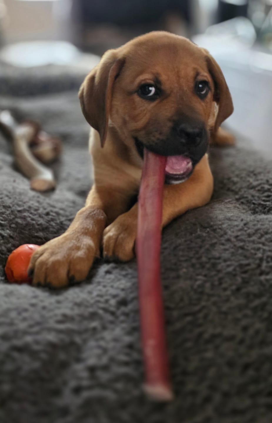 Customer photo review of 12 Inch Standard Bully Stick