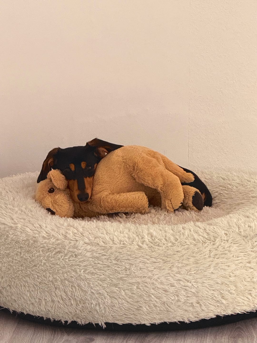Customer photo review of Wurmtest Plus Hund