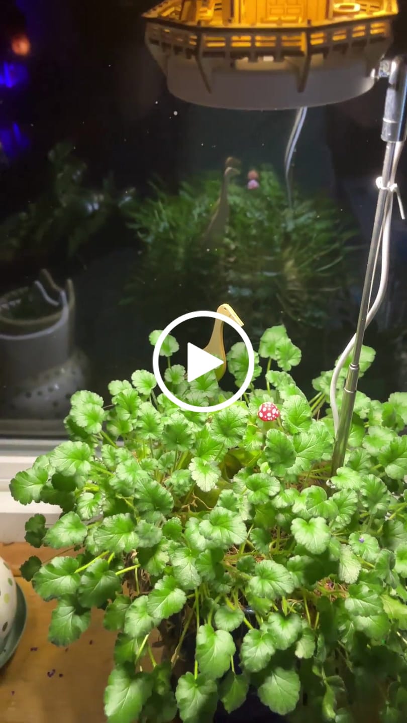 Customer video review of Sunrise Terrace + Grow Light