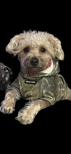 Close-up of a customer's small, curly-haired dog wearing the Concrete Wood Dog Hoodie.