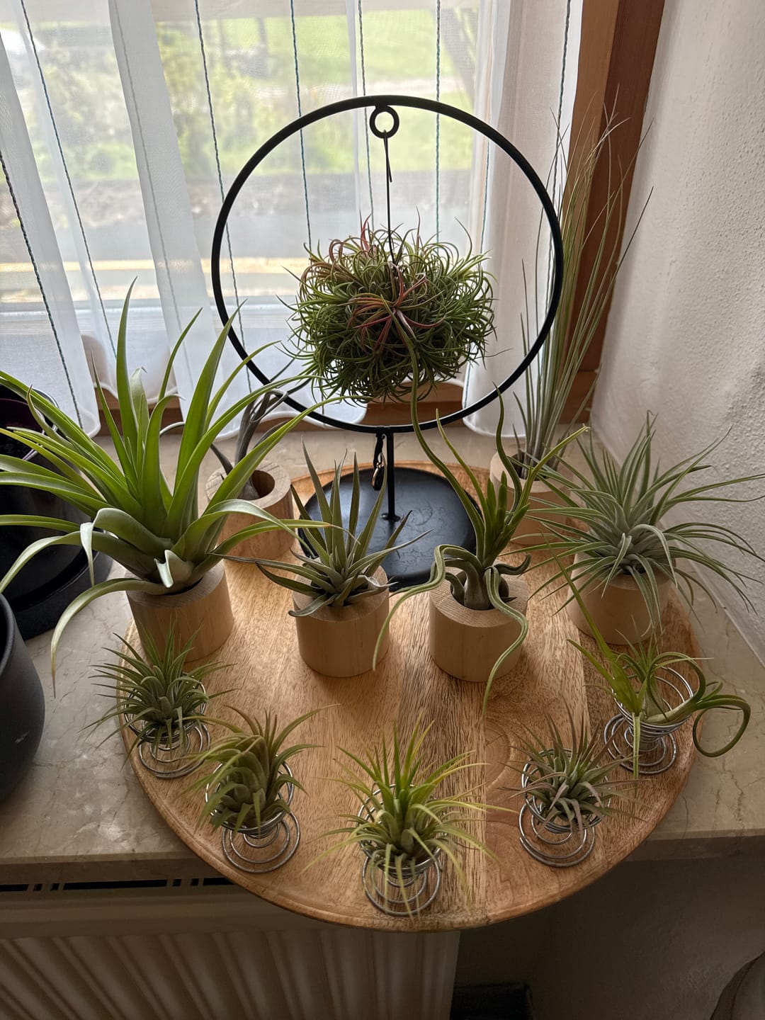 Customer photo review of Tillandsia ionantha