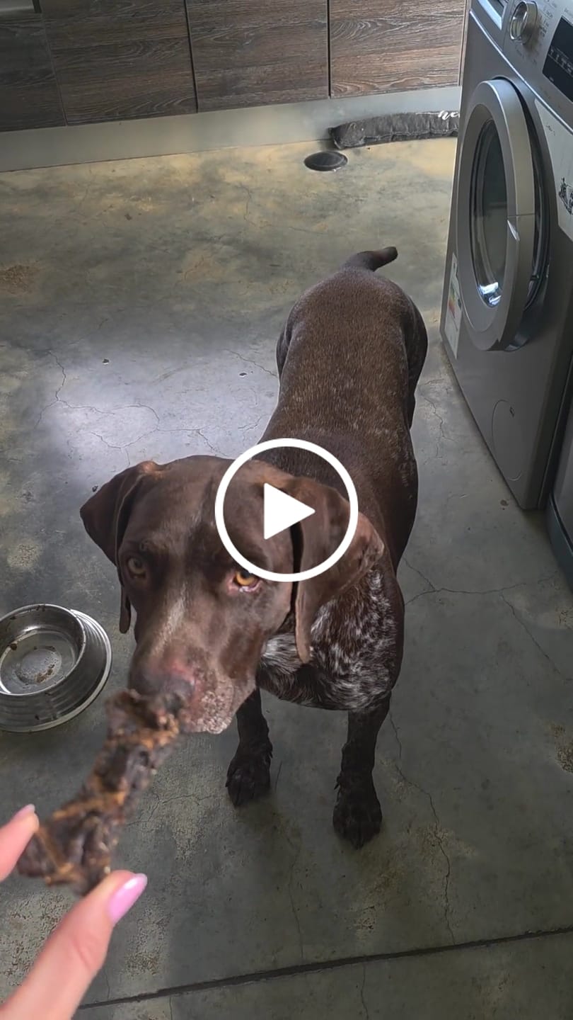 Customer video review of Ostrich Crisps Natural Dog Treats