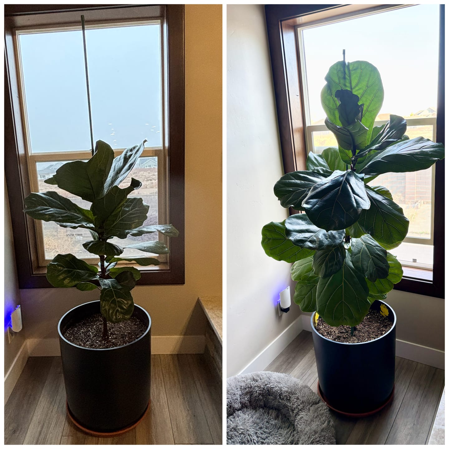 Customer photo review of Plant Food