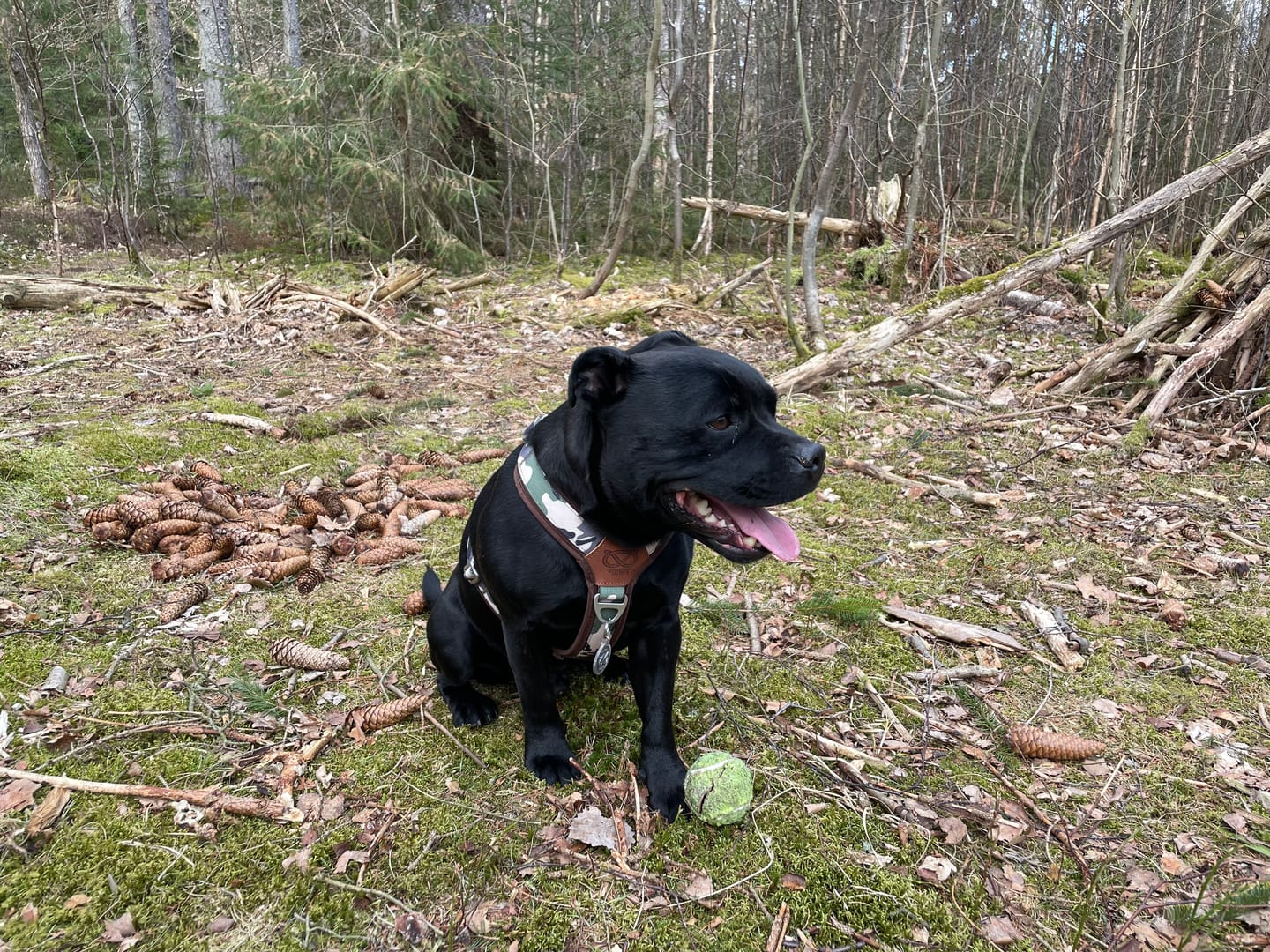 Customer photo review of Staffordshire Bull Terrier 1935® Harness & Leash Set - Classic Camo & Choco