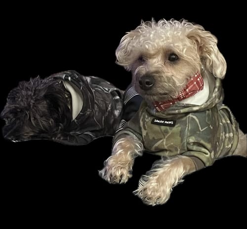 Reviewer's two dogs lying down, with the one in front wearing the moss Concrete Wood Dog Hoodie.