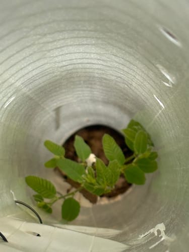 Customer photo review of Tree Pro Grow Tubes