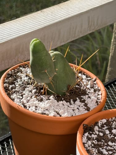 Customer photo review of Trichocereus Bridgesii Monstrose | Short Form | Type B | Penis Cactus