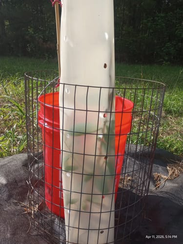 Customer photo review of Hybrid Chestnut