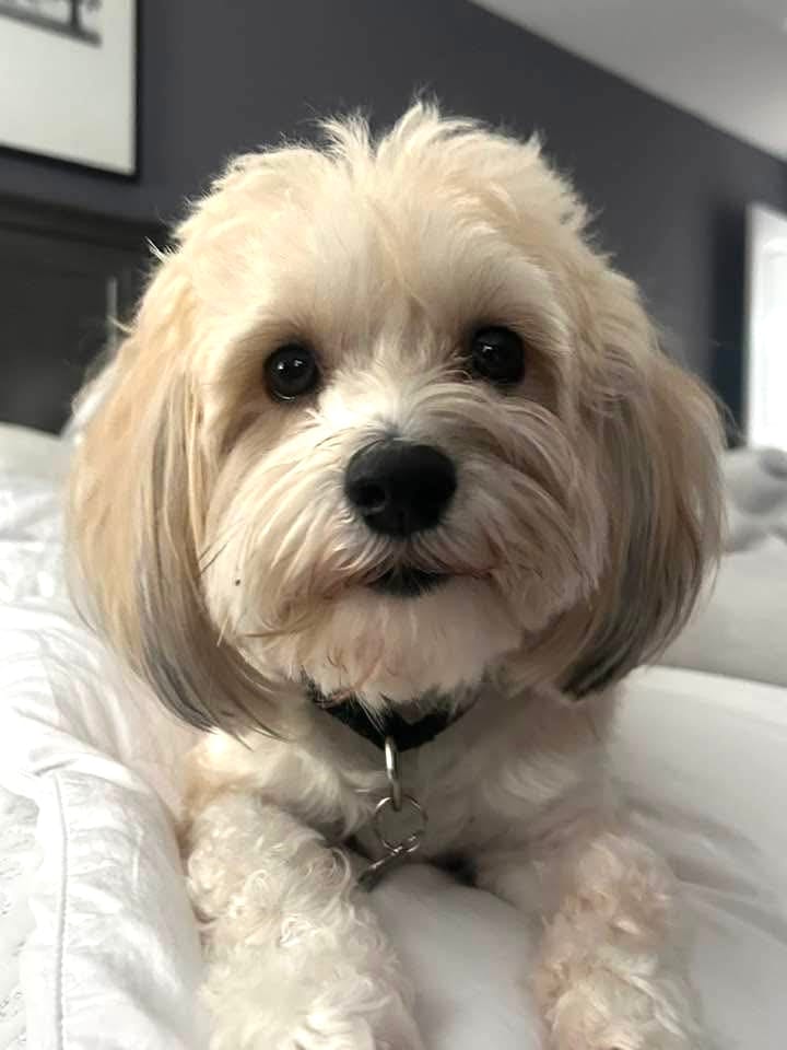 Customer photo review of Custom One Pet Portrait