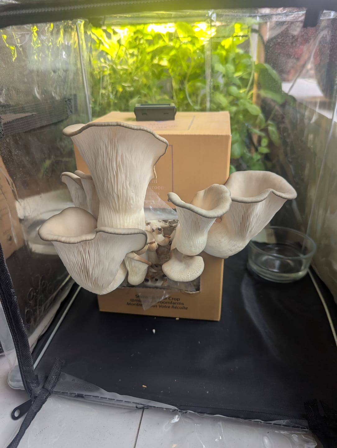 Customer photo review of 2 Essentials Bundle Gift Sets +2 Grow Kits