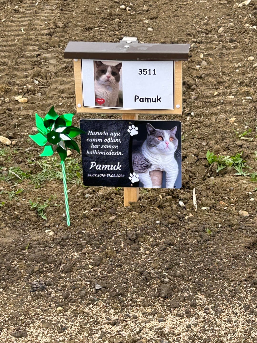 Customer photo review of Katzen Gedenktafel mit Foto & Spruch (UV- & Wetterfest)