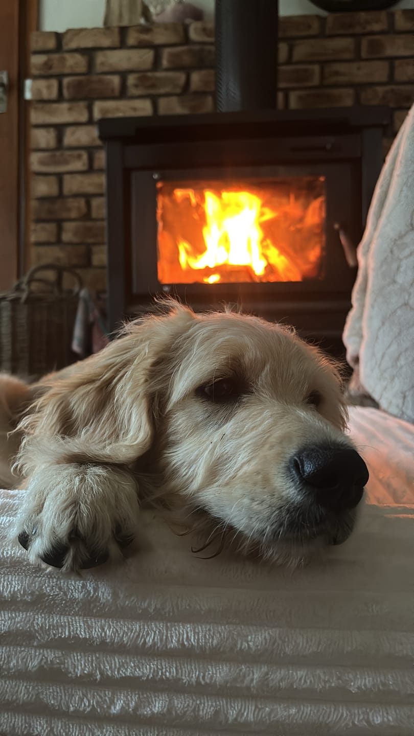 Customer photo review of Orthopaedic Dog Bed – Waterproof & Washable