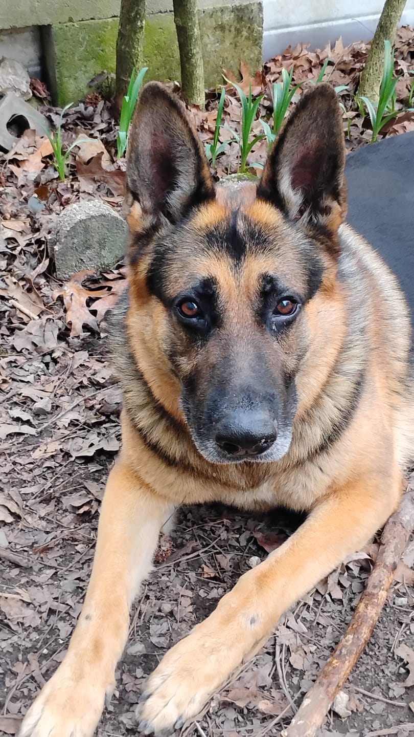 Customer photo review of Dog & Cat Ear Infection & Itch Relief Remedy