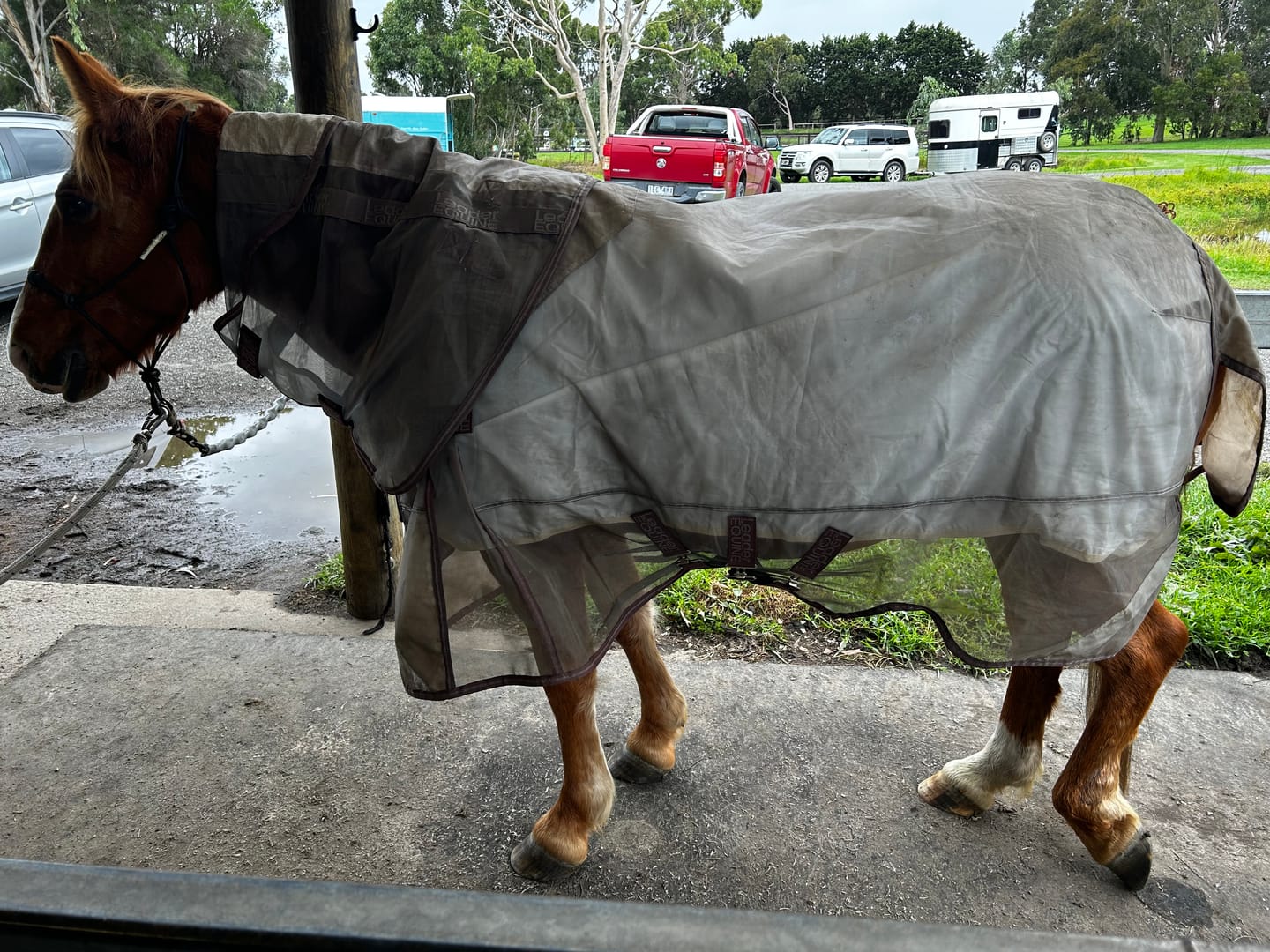 Customer photo review of LE Defender Anti-Insect Fly Rug