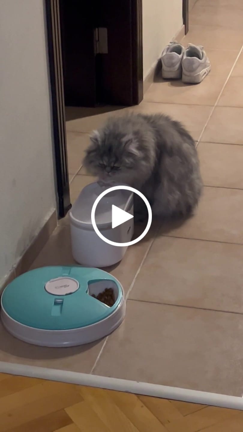 Customer video review of Kedi Su Pınarı | Ultra Sessiz, Wifi, Akıllı, Otomatik, Su Çeşmesi (Beyaz - X8650)