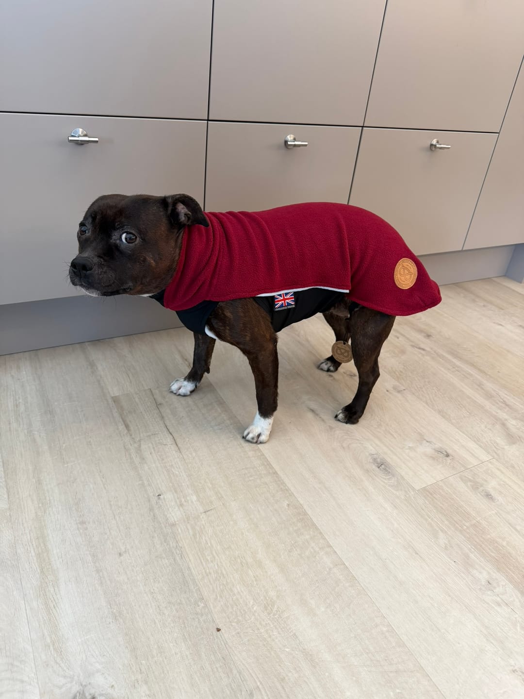 Customer photo review of Staffordshire Bull Terrier 1935® Fleece Coat - Burgundy