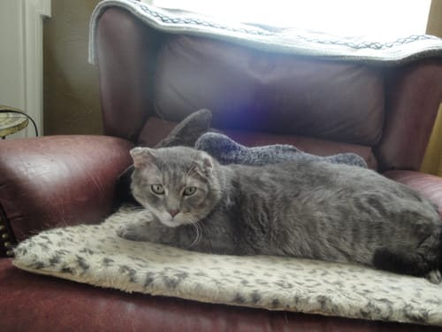 Customer photo review of 2x Blisso Advanced Cat Probiotic | Cat Probiotic for Diarrhea & Kidney Support