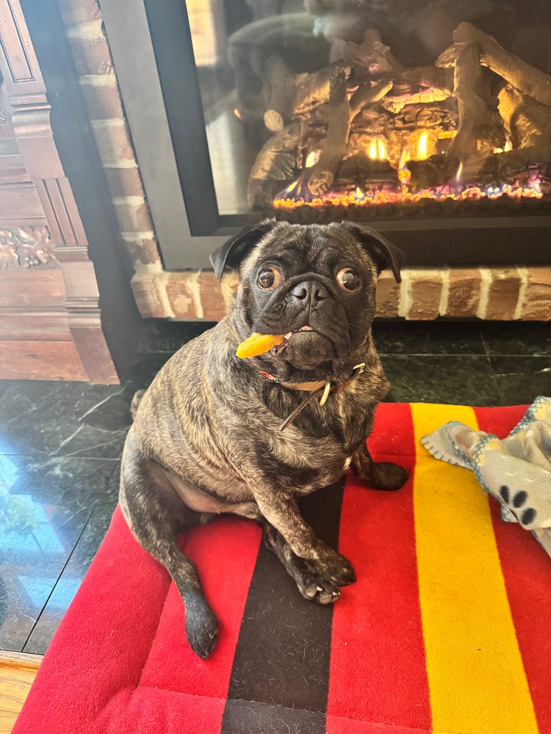 Customer photo review of Turmeric Yak Chews