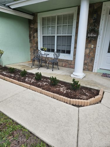 Customer's small Dwarf Ixora Red shrubs newly planted in a row in a mulched garden bed.
