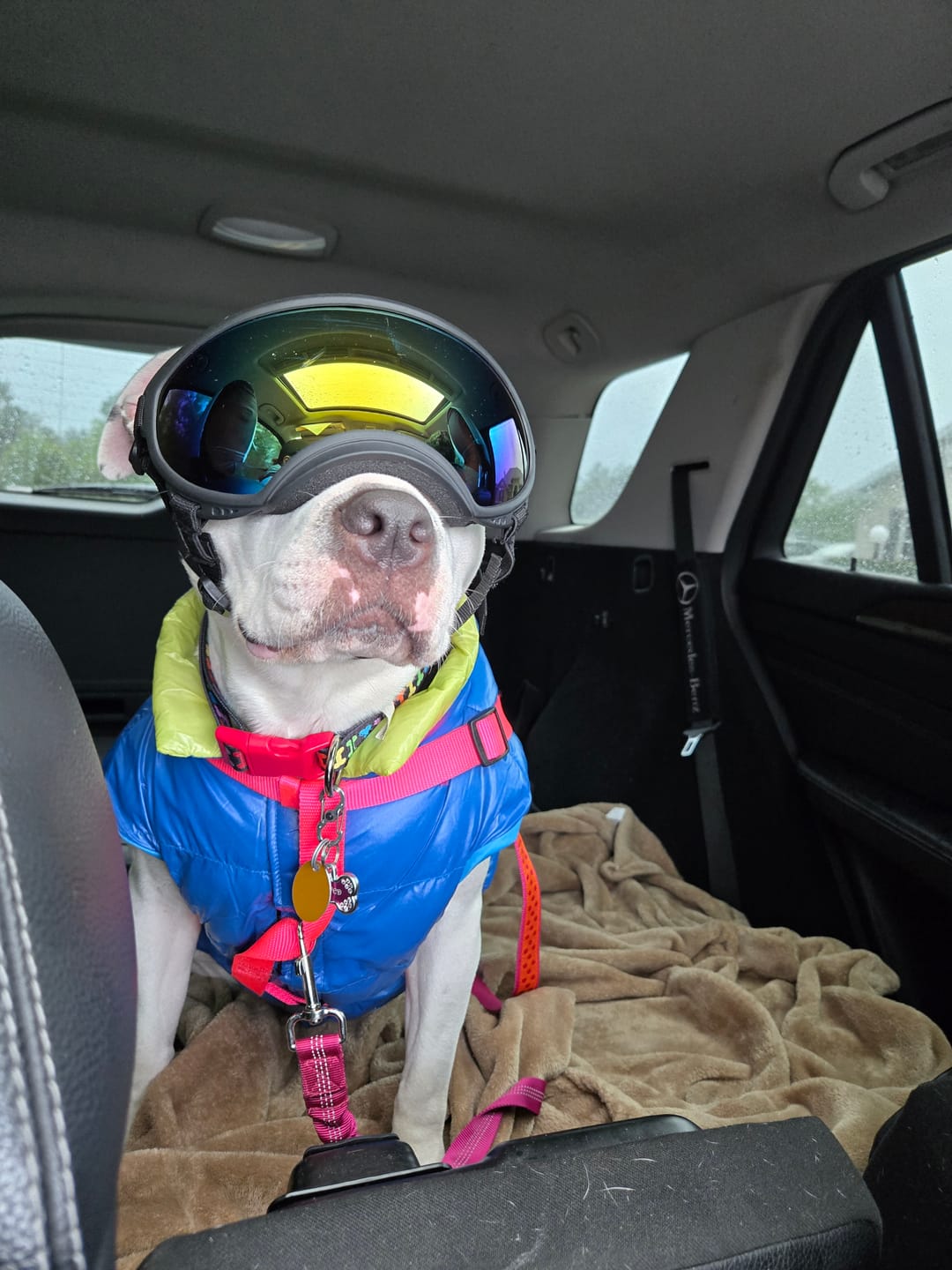 Customer photo review of Adjustable Dog Goggles (Doggles)