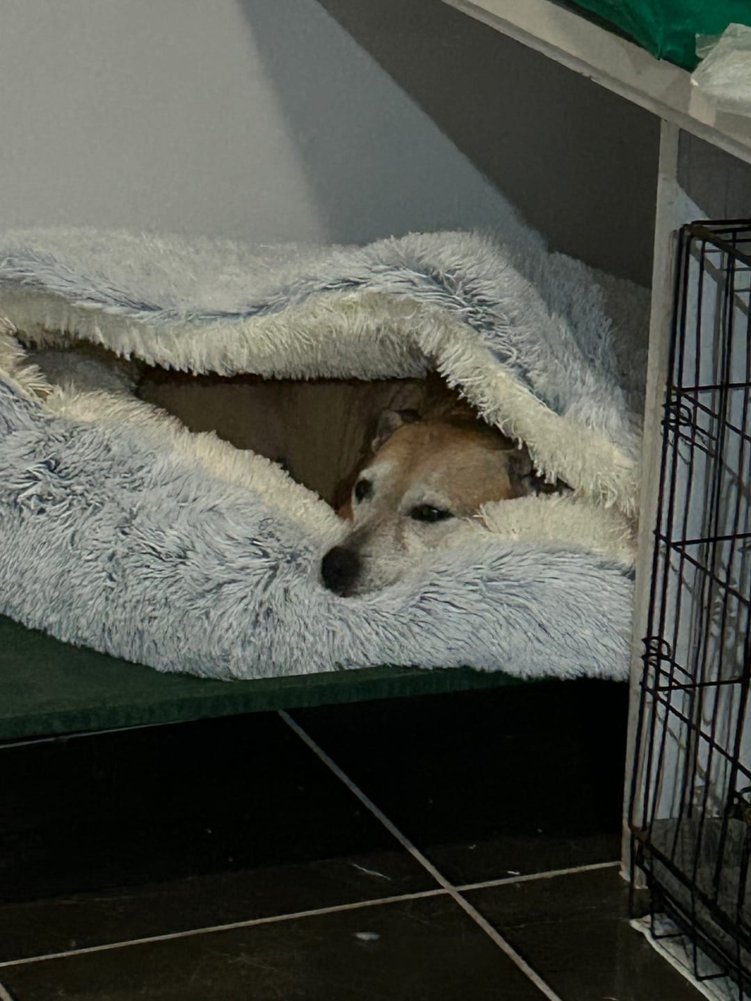 Customer photo review of Snuggle Cave