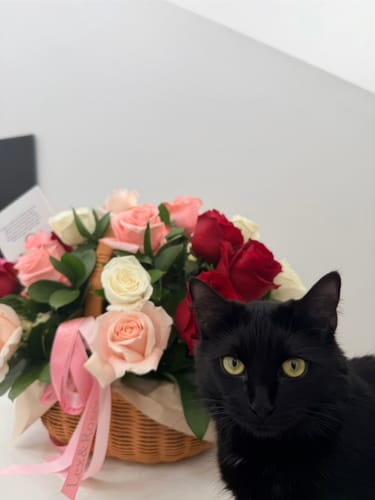 Customer photo review of B Basket - Red Deluxe